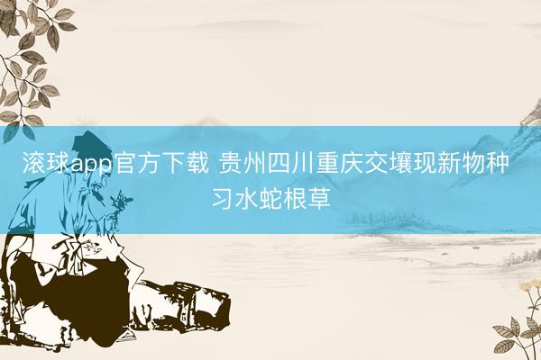 滚球app官方下载 贵州四川重庆交壤现新物种 习水蛇根草